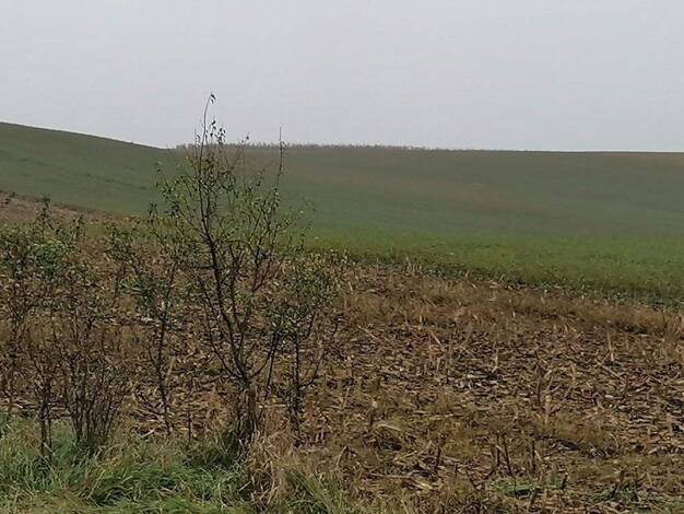 Gewerbegrundstück zum Kauf provisionsfrei 495.000 € 55.000 m² Grundstück Viisoara 407590