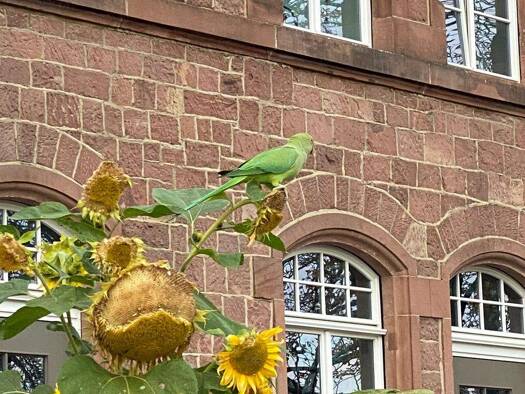 Wohnung zur Miete 1.250 € 2,5 Zimmer 73,5 m² EG frei ab sofort Turleyplatz 5 Neckarstadt Mannheim 68167