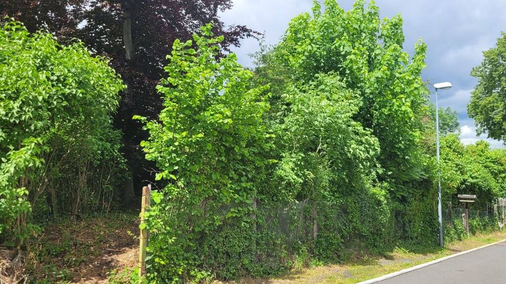 Grundstück zum Kauf 400.000 € 3.400 m² Grundstück Lisztstraße Saalfeld Saalfeld/Saale 07318