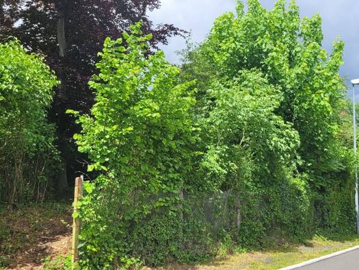 Grundstück zum Kauf 400.000 € 3.400 m² Grundstück Lisztstraße Saalfeld Saalfeld/Saale 07318