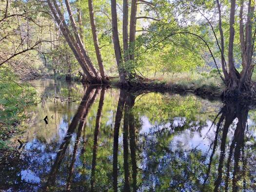 Grundstück zum Kauf 495.000 € 6.463 m² Grundstück Grünheide Grünheide (Mark) 15537