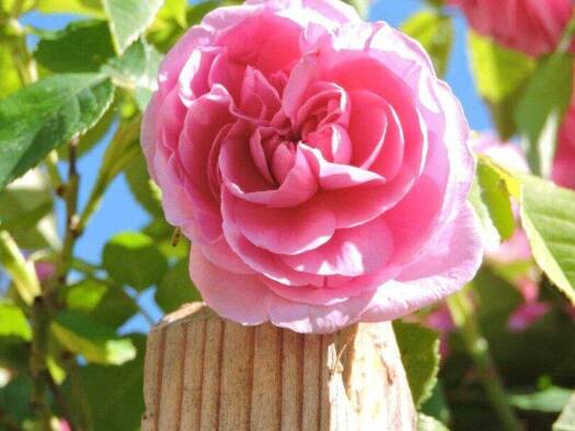 Wohnung zur Miete 1.150 € 4 Zimmer 125 m² frei ab 01.07.2026 Lebring 8403