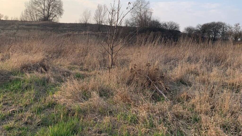 Freifläche zum Kauf 40 € Roseldorf 2002