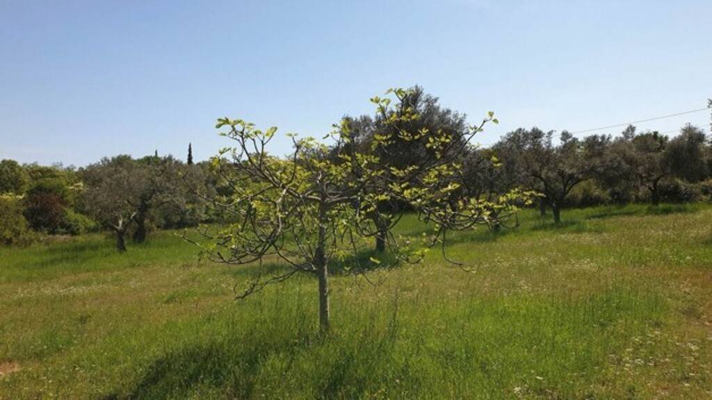 Grundstück zum Kauf 130.000 € 1.000 m² Grundstück Stinjan 52101