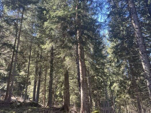 Land-/Forstwirtschaft zum Kauf 320.000 € 200.542 m² Grundstück Pöls-Oberkurzheim 8762