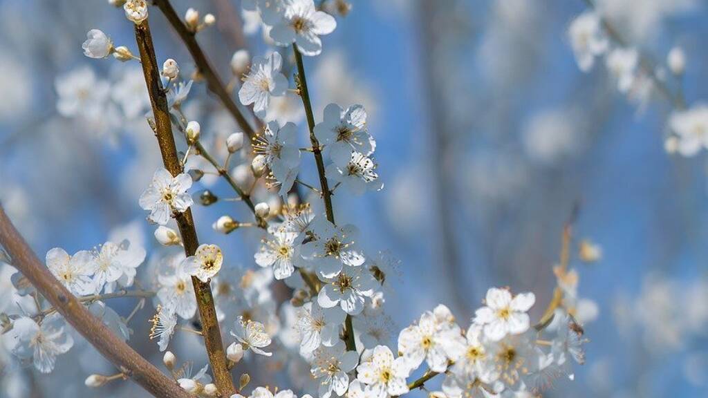 Grundstück zum Kauf 114.500 € 574 m² Grundstück Köbeln Belm 49491