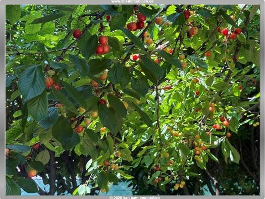 Doppelhaushälfte zum Kauf 465.000 € 6 Zimmer 156,9 m² 223 m² Grundstück Nierstein 55283