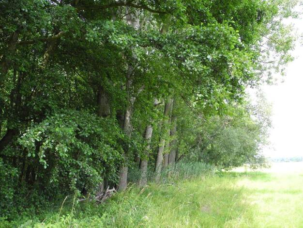 Forstwirtschaft zum Kauf provisionsfrei 163.358 € Ziegeleiweg Kossen Jesewitz 04838