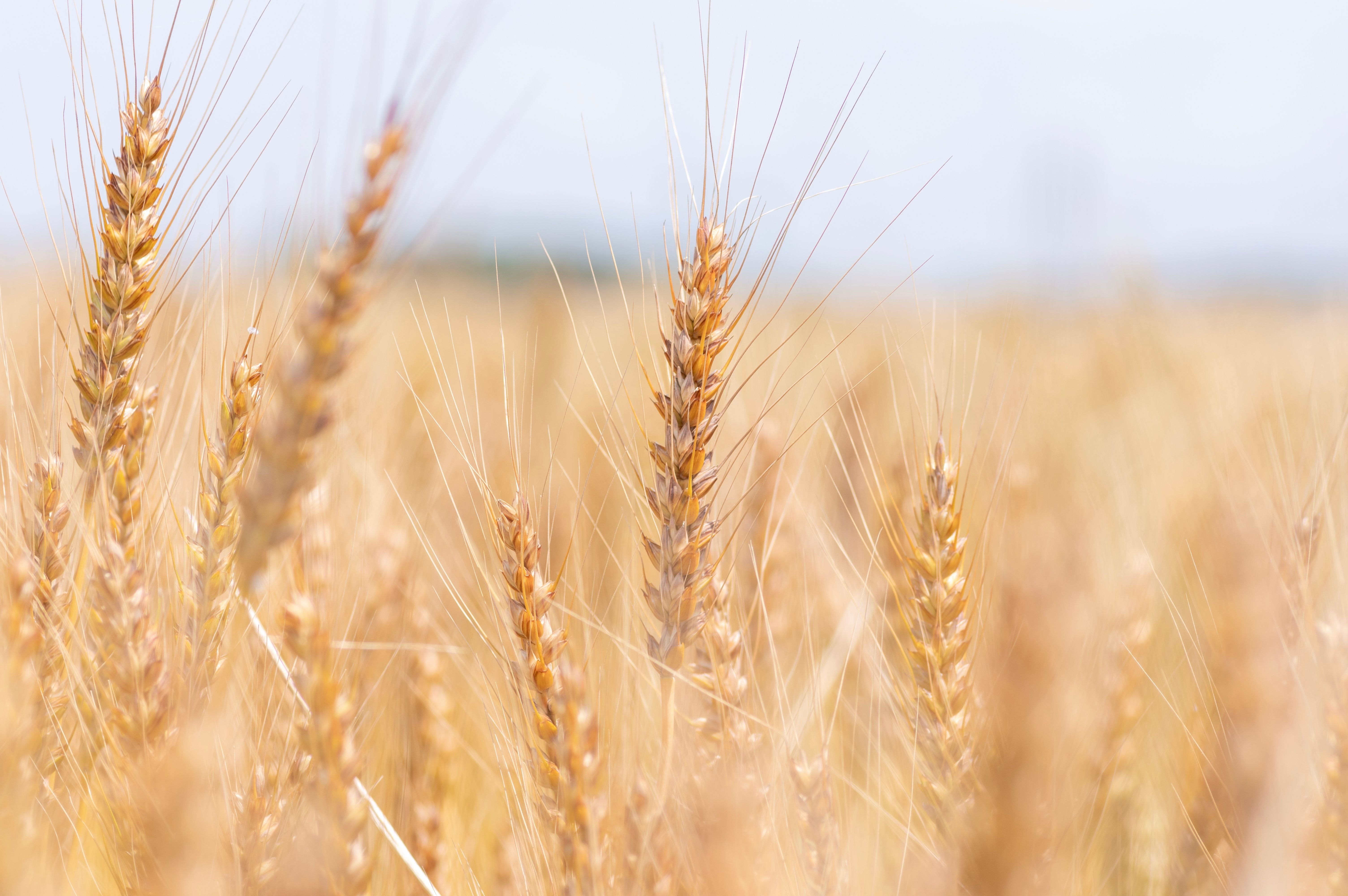 Landwirtschaftliche Fläche zum Kauf 11.471 m²<br/>Fläche Salzhausen Salzhausen 21376