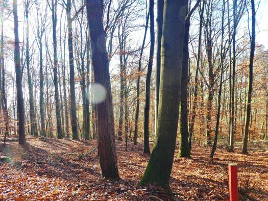 Land-/Forstwirtschaft zum Kauf 3.200 € 830 m² 830 m² Grundstück Collenberg Collenberg 97903