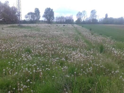 Grundstück zum Kauf provisionsfrei 49.000 € 2.858 m² Grundstück frei ab sofort Tailfingen Albstadt 72461