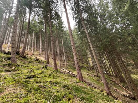 Land-/Forstwirtschaft zum Kauf 28.000 € 5.616 m² Grundstück Nesselwang 87484