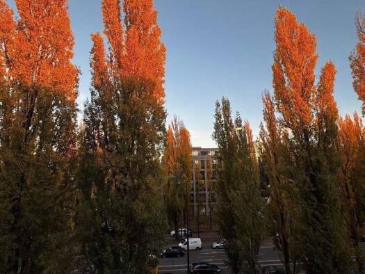 Studio zur Miete 1.350 € 27 m² 4. Geschoss frei ab sofort Leopoldstraße 17 Schwabing-Freimann München 80802