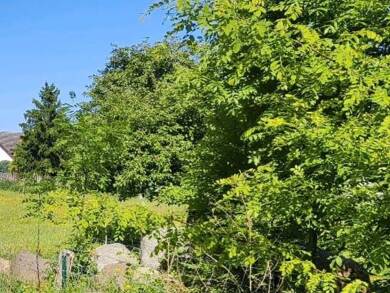 Bauernhaus zum Kauf 195.000 € 3 Zimmer 120 m² 6.000 m² Grundstück Schlabendorf Luckau 15926