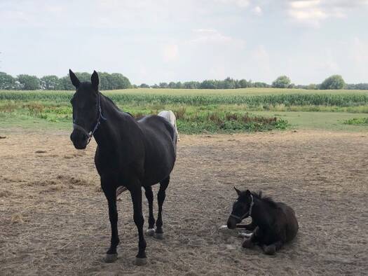 Bungalow zum Kauf 449.000 € 4 Zimmer 114 m² 590 m² Grundstück frei ab sofort Bernau 16321