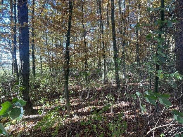 Land-/Forstwirtschaft zum Kauf 37.800 € 4.200 m² Grundstück Vieth Scheyern 85298