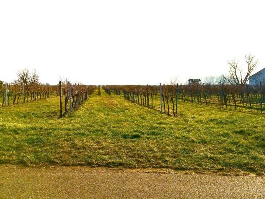 Land-/Forstwirtschaft zum Kauf 249.000 € 1.706 m² Grundstück Kirrweiler (Pfalz) 67489