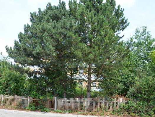 Sonstiges zur Miete 400 € 360 m² Grundstück Paul-Flechsig-Straße 9 Meusdorf Südost 04289