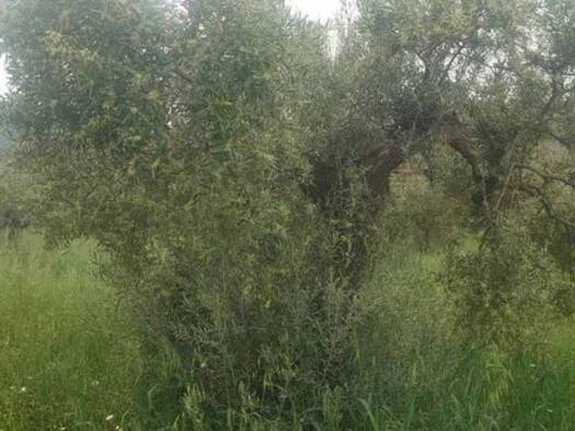Acker-/Waldstück zum Kauf 58.000 € Álora 29500