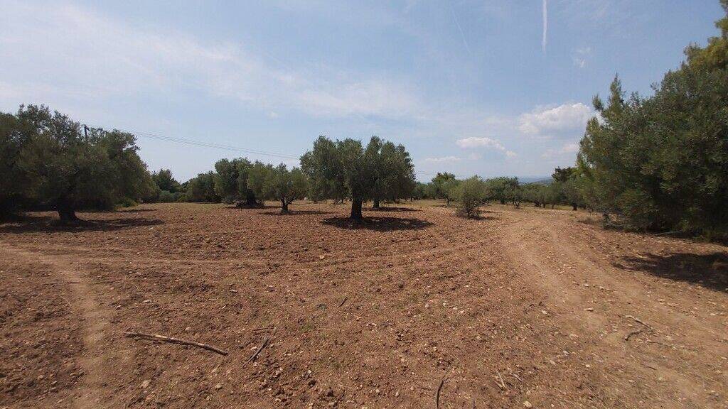 Land-/Forstwirtschaft zum Kauf 450.000 € 8.000 m² Grundstück Chalkidiki
