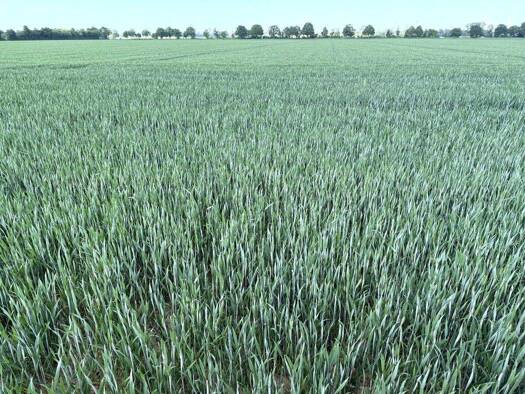 Landwirtschaftliche Fläche zum Kauf 2.100.000 € 153.831 m² 153.831 m² Grundstück Frauenberg Euskirchen 53881