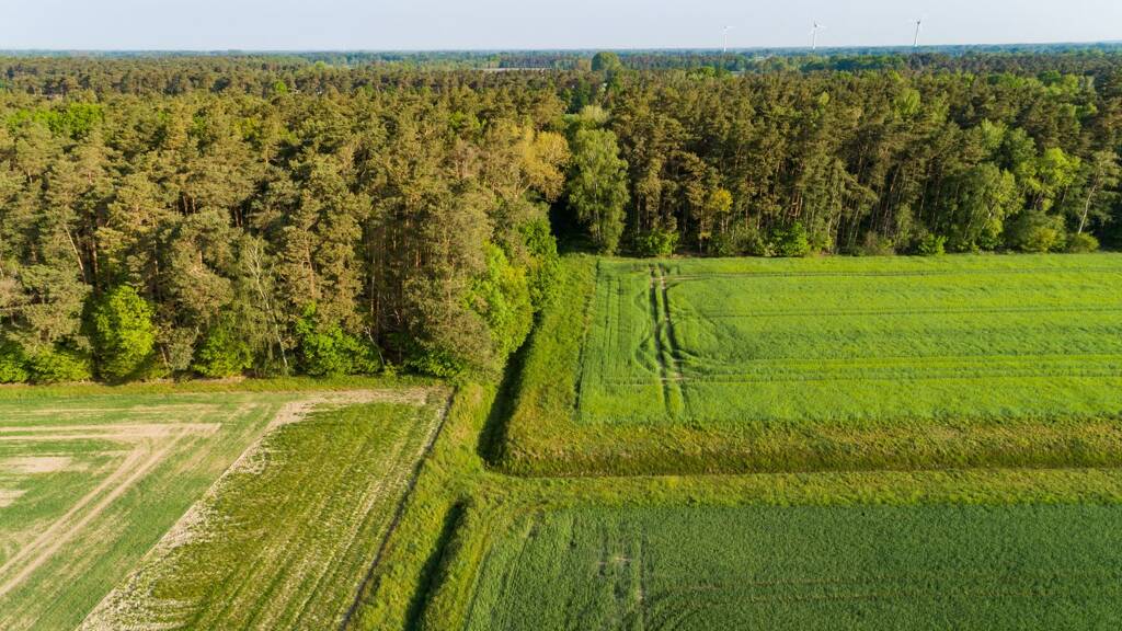 Forstwirtschaft zur Versteigerung 60.000 € 45.434 m² Grundstück Wulkow-Hohenbellin Redekin Jerichow 39319