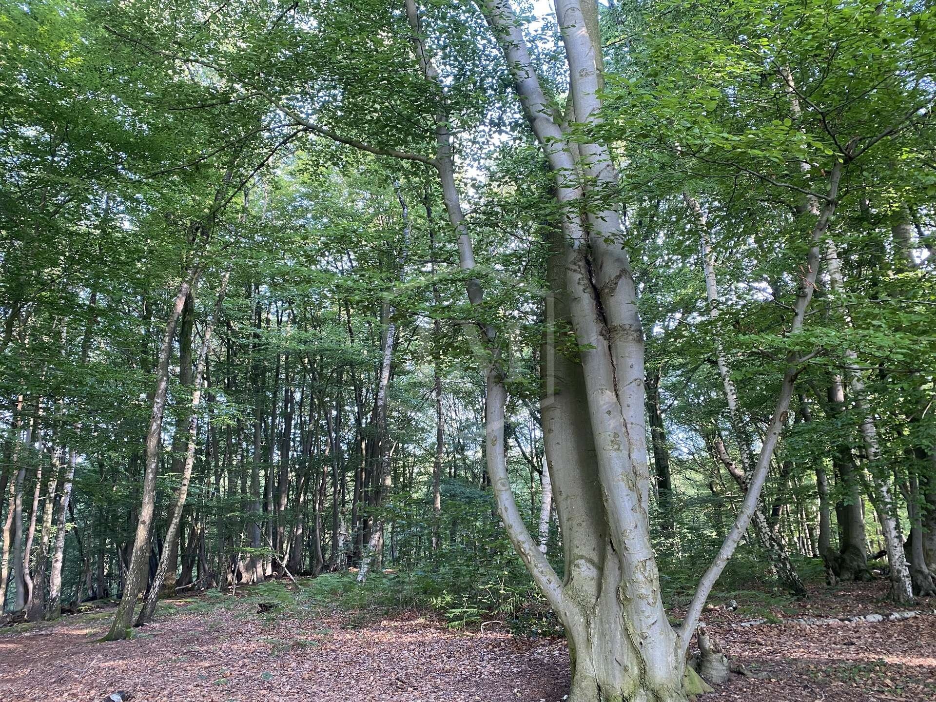 Forstwirtschaft zum Kauf 33.000 € 13.080 m²<br/>Grundstück Waldniel Schwalmtal 41366