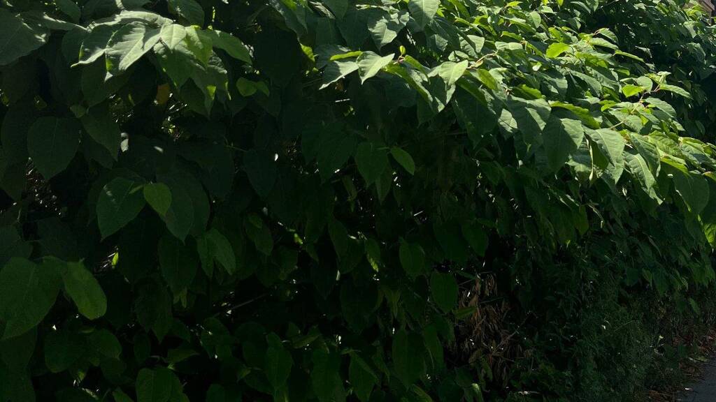 Grundstück zum Kauf 32.000 € 380 m² Grundstück Erfenschlag Chemnitz 09125