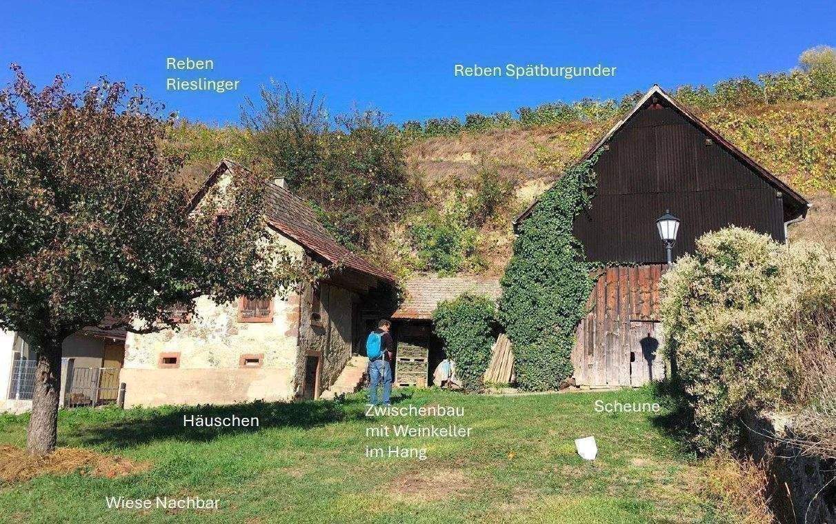 Immobilie in Vogtsburg im Kaiserstuhl - Kl. Weingut Vogtsburg-Bickensohl-Breisach + Wohnhs + Scheune + 2Rebterrassen + Löskeller + Sanierungskosten ca. 290T€ + hohes Steuersparen Denkmal - Bild 0