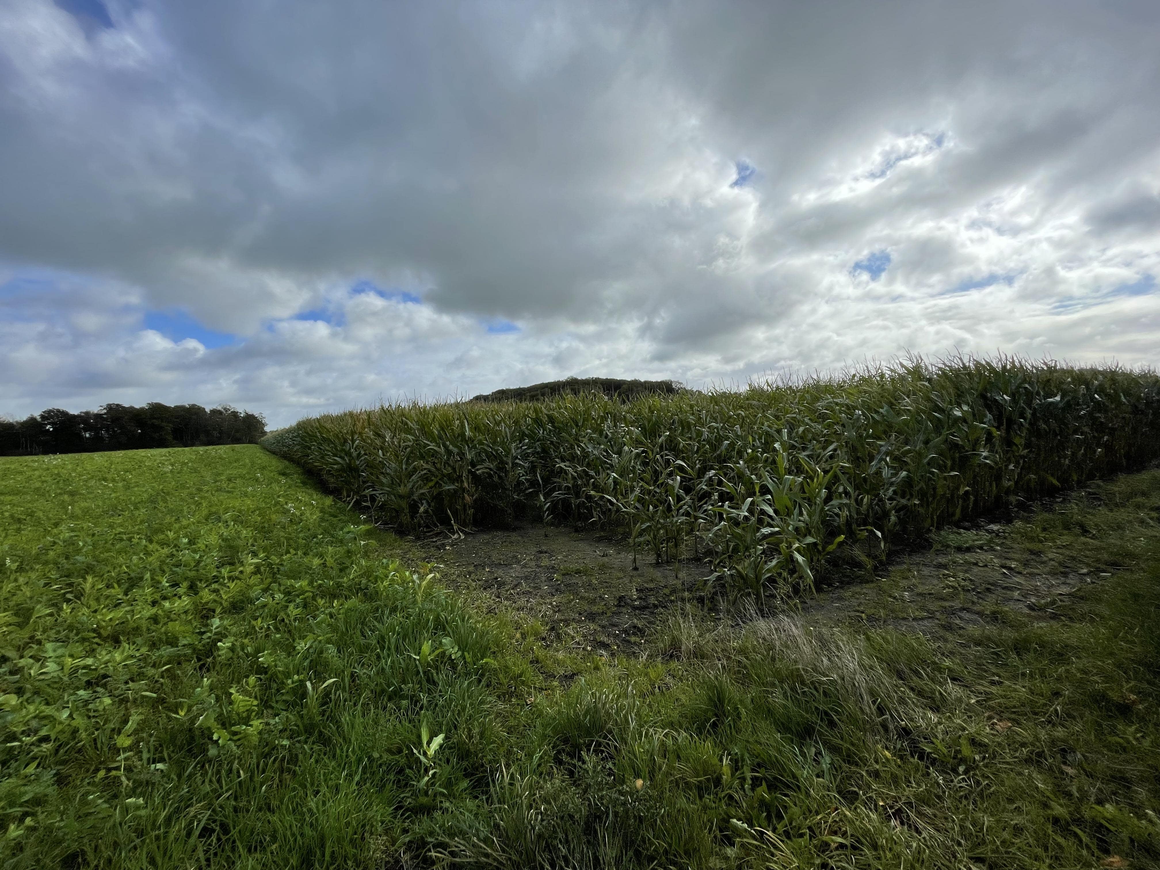 Land-/Forstwirtschaft zum Kauf 750.000 € 50.000 m²<br/>Grundstück Velen Velen 46342