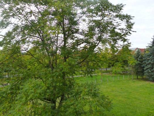 Studio zur Miete 490 € 4 Zimmer 74 m² frei ab sofort Oschatz 04758