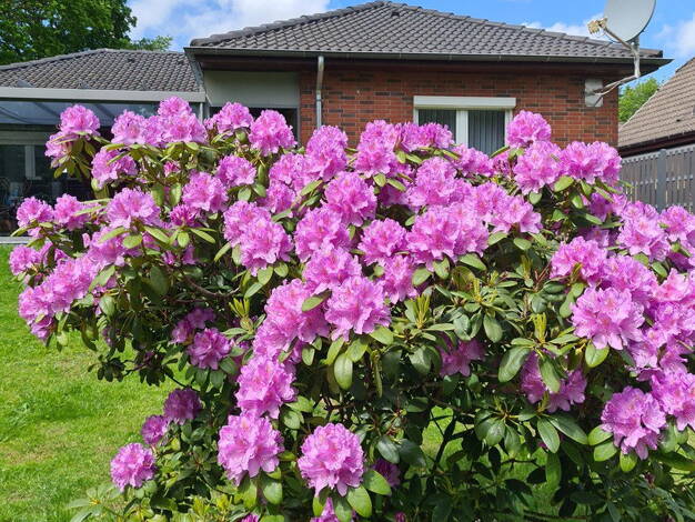 Bungalow zum Kauf provisionsfrei 359.000 € 4 Zimmer 102 m² 830 m² Grundstück Hemmingstedt 25770