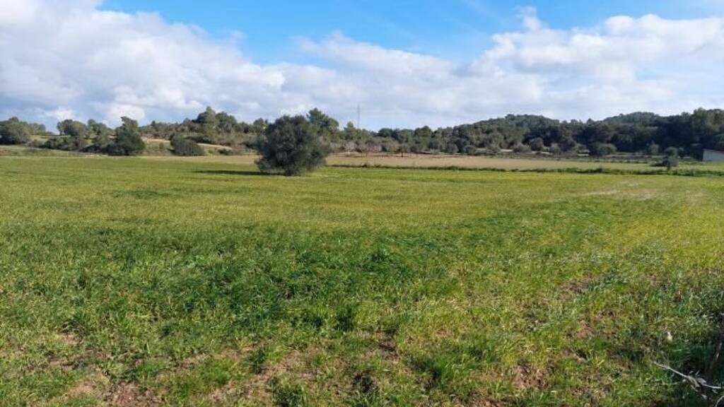 Haus zum Kauf 240.000 € 3 Zimmer 14.000 m² Grundstück Manacor