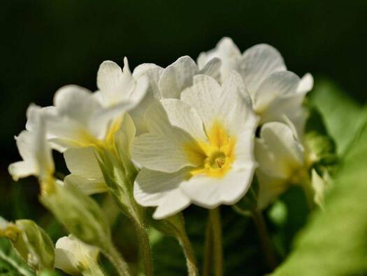 Einfamilienhaus zum Kauf 5.770.599 € 5,5 Zimmer 159 m² 510 m² Grundstück Lünen-Süd Lünen 44534