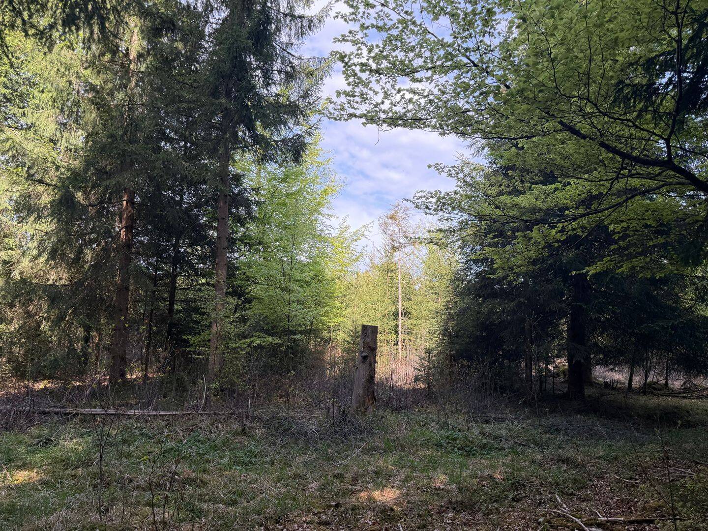 Forstwirtschaft zum Kauf - Ansicht 5
