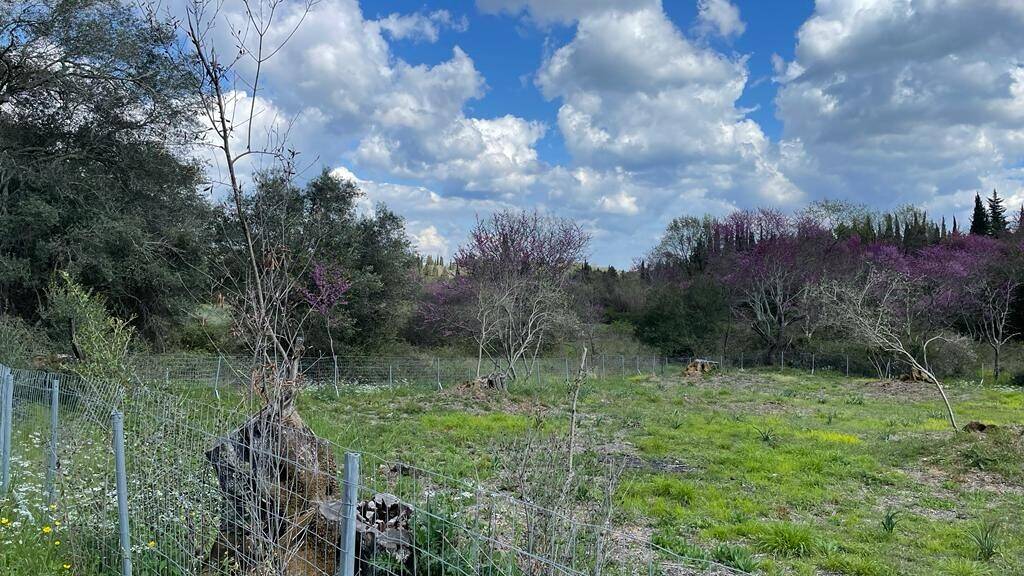 Land-/Forstwirtschaft zum Kauf 80.000 € 1.460 m² Grundstück Korfu