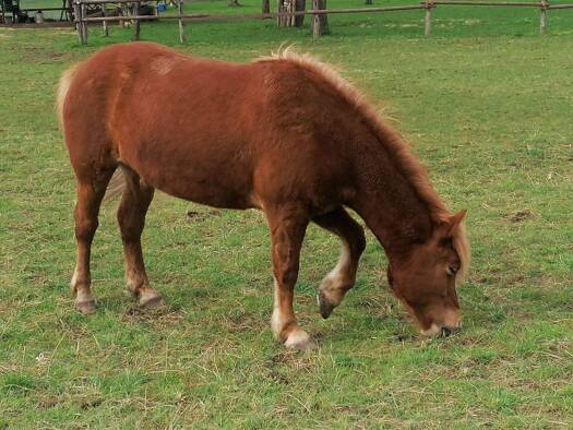 Haus zum Kauf Eckenheim Frankfurt am Main 60435