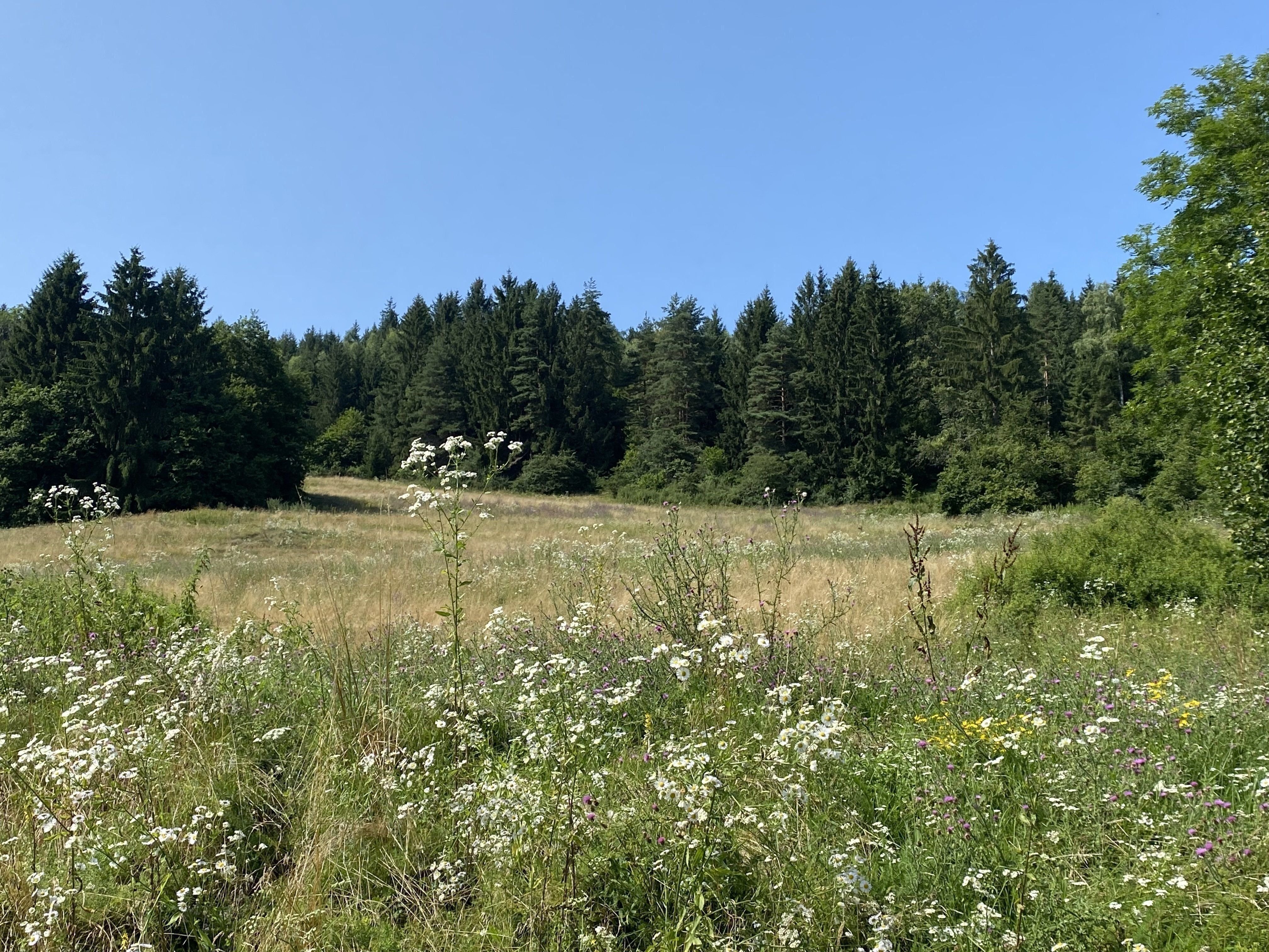 Land-/Forstwirtschaft zum Kauf 160.000 m²<br/>Grundstück Glanegg 9555