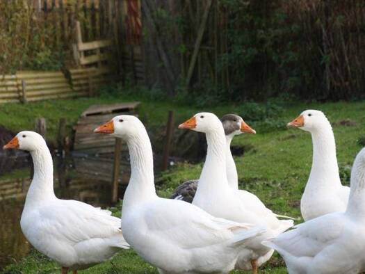 Doppelhaushälfte zur Miete 850 € 3 Zimmer 100 m² Grundstück Gustow 18574