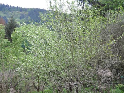 Gartenbau zur Miete provisionsfrei 2.280 m² Zimmerbachstrasse, Fl Nr. 2278 und 2459 Weinheim 69469