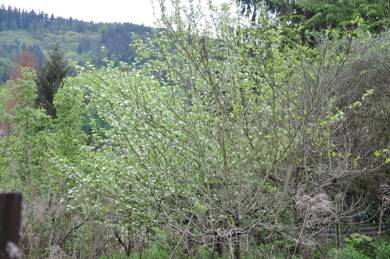 Gartenbau zur Miete provisionsfrei 150 € 2.280 m² Zimmerbachstrasse, Fl Nr. 2278 und 2459 Müll Weinheim 69469