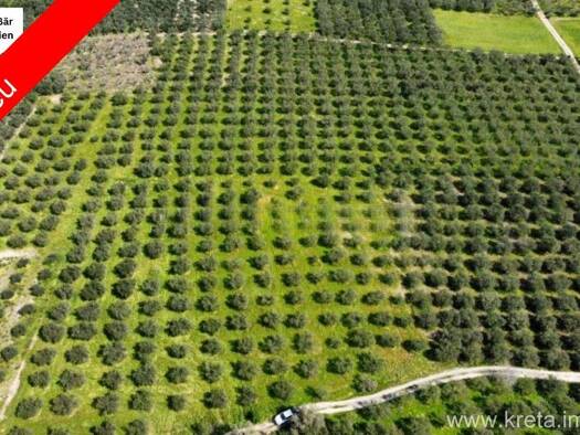 Land-/Forstwirtschaft zum Kauf 202.500 € 27.514 m² Grundstück Municipality of Festos 702 00