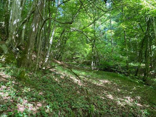 Land-/Forstwirtschaft zum Kauf 25.000 € 5.576 m² Grundstück Iggensbach Iggensbach 94491