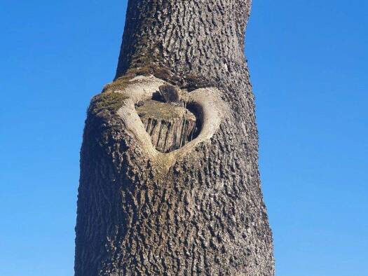 Einfamilienhaus zum Kauf provisionsfrei 1.240.000 € 7 Zimmer 250 m² 980 m² Grundstück Wangen Wangen im Allgäu 88239