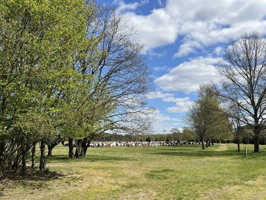 Mehrfamilienhaus zum Kauf 690.000 € 15 Zimmer 487,2 m² 13.000 m² Grundstück Nemitz Trebel 29494