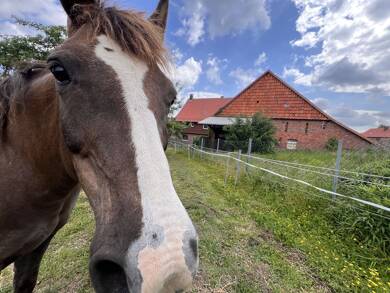 Bauernhaus zum Kauf 129.000 € 10 Zimmer 150 m² 1.450 m² Grundstück Hönze Sibbesse 31079