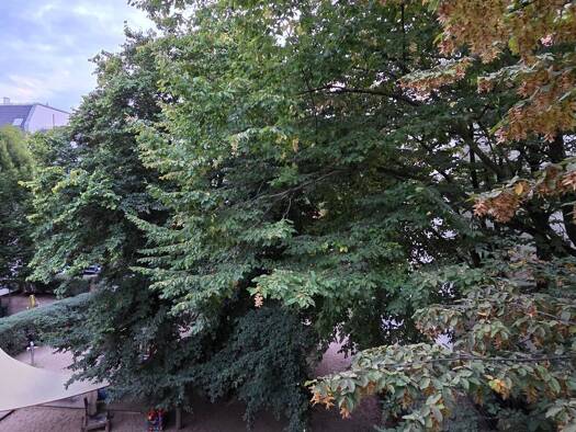 Wohnung zur Miete 500 € 1 Zimmer 31,3 m² Geschoss 2/3 frei ab 01.10.2026 Charlottenburger Straße 8 Weißensee Pankow 13086