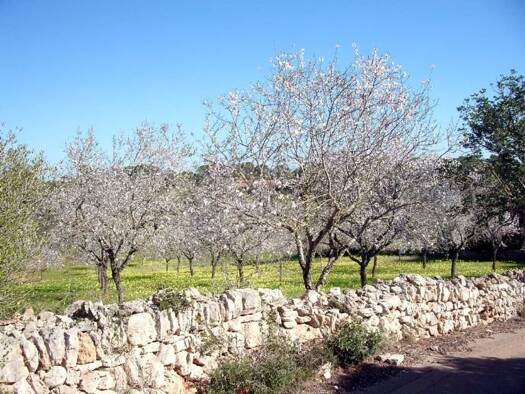 Grundstück zum Kauf provisionsfrei 626.000 € 18.083 m² Grundstück Alqueria Blanca