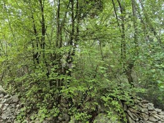 Acker-/Waldstück zum Kauf 239.600 € Rakalj, Marčana Marčana 52206