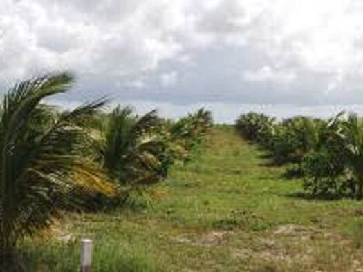 Grundstück zum Kauf 490.000 € 1.000.000 m² Grundstück Manaus Presidente Figueiredo 69735000